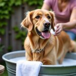 Recettes Maison de Shampoings Naturels pour Prendre Soin de Votre Chien