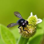 Le Bourdon et sa piqûre : Démêler 5 idées reçues sur cet insecte fascinant