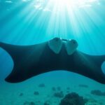 Raie Manta (M. Birostris) : Découvrez Tout sur Ce Colosse des Mers